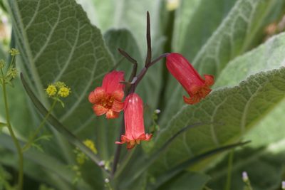 Fritillaria recurva, photographed by Arvel Hernandez