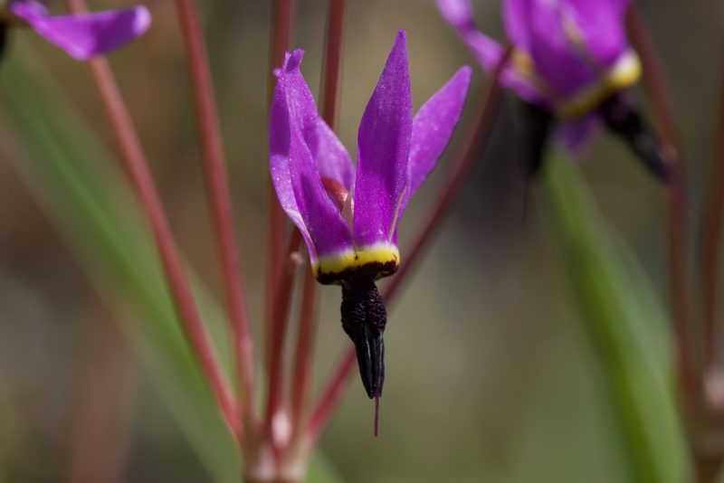 Primula hendersonii, photographed by Arvel Hernandez