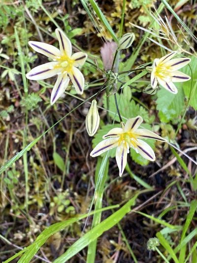 Triteleia hendersonii, photographed by Stacy Shehan