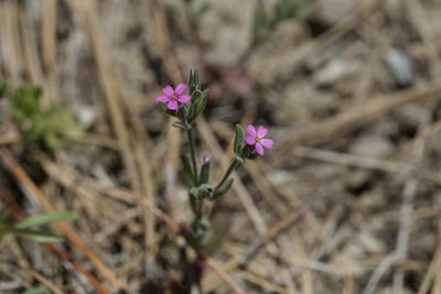 Microsteris gracilis, photographed by Arvel Hernandez