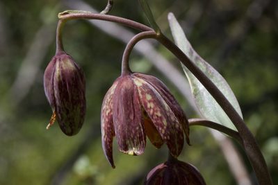 Fritillaria affinis