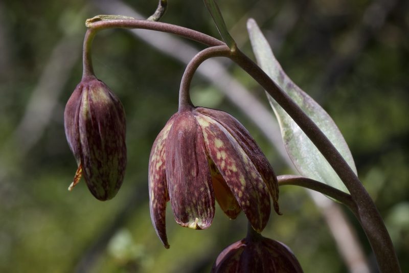 Fritillaria affinis, photographed by Arvel Hernandez