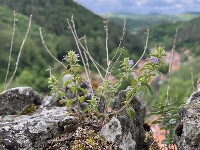 Clinopodium acinos, photographed by Pavel Kacl