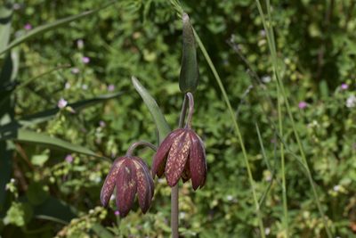 Fritillaria affinis, photographed by Arvel Hernandez