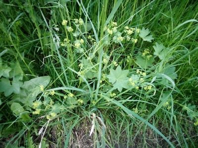 Alchemilla vulgaris, photographed by Vladimír Fuka