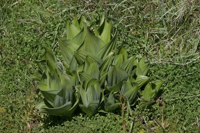 Veratrum californicum, photographed by Arvel Hernandez