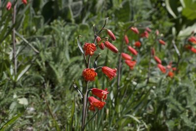 Fritillaria recurva, photographed by Arvel Hernandez