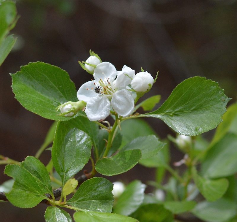 Crataegus alabamensis, photographed by Daniel McNair