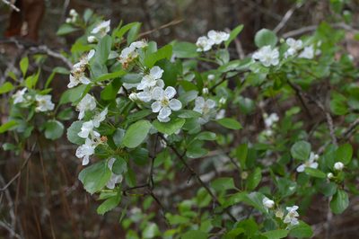 Crataegus alabamensis, photographed by Daniel McNair