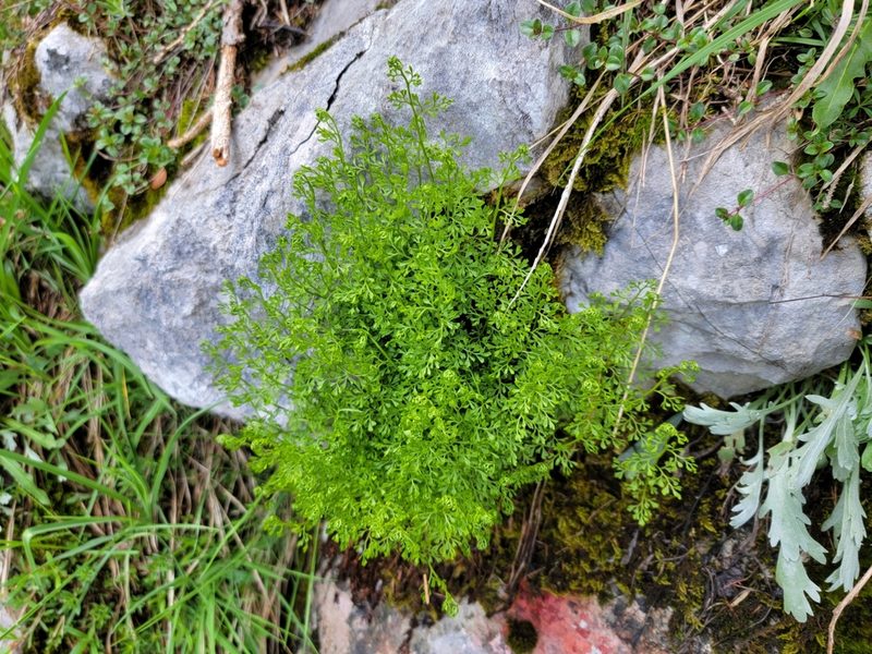 Cryptogramma crispa, photographed by Elias