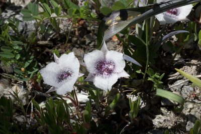 Calochortus tolmiei, photographed by Arvel Hernandez