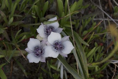 Calochortus tolmiei, photographed by Arvel Hernandez