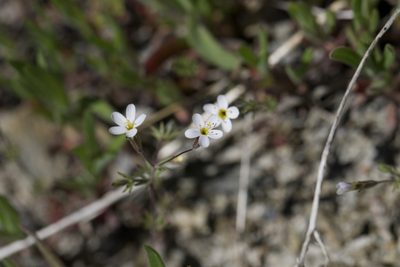 Leptosiphon bolanderi, photographed by Arvel Hernandez
