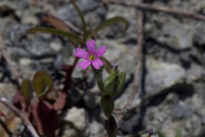 Microsteris gracilis, photographed by Arvel Hernandez