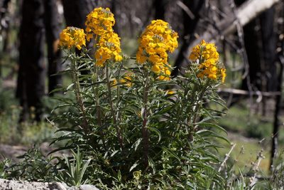 Erysimum capitatum, photographed by Arvel Hernandez