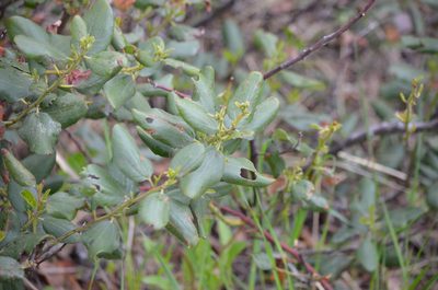 Ceanothus velutinus