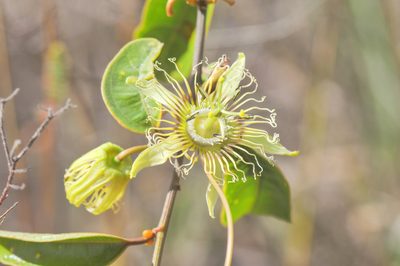 Passiflora angusta, photographed by Morten Ross