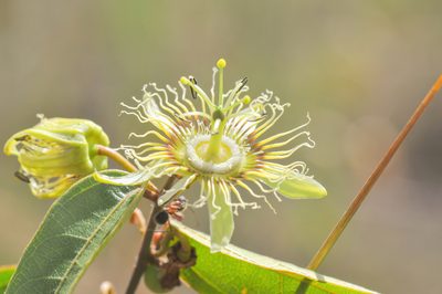 Passiflora angusta, photographed by Morten Ross