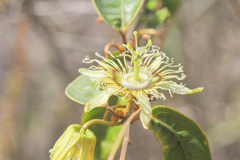 Passiflora angusta, photographed by Morten Ross