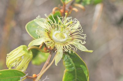 Passiflora angusta, photographed by Morten Ross
