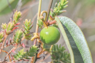 Passiflora angusta, photographed by Morten Ross