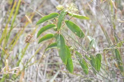 Passiflora angusta, photographed by Morten Ross