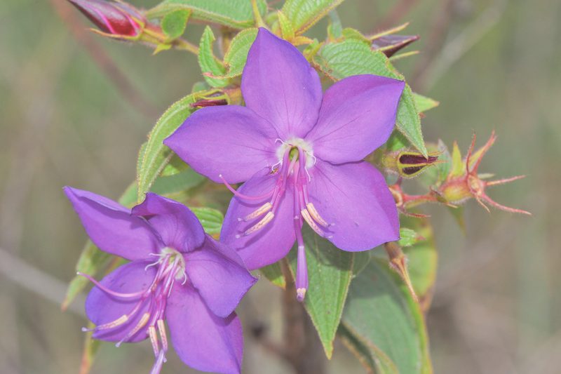 Rhynchanthera grandiflora, photographed by Morten Ross