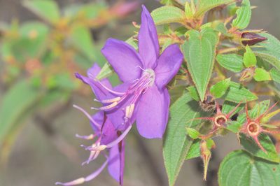 Rhynchanthera grandiflora, photographed by Morten Ross