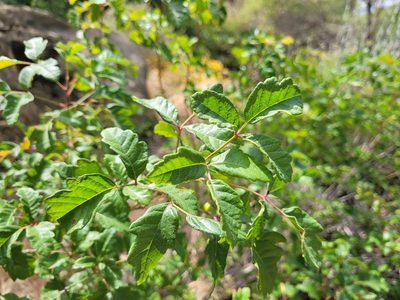 Toxicodendron diversilobum, photographed by Dave West