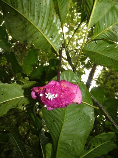 Palicourea correae, photographed by Kai Squires