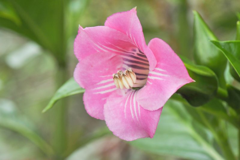 Symbolanthus elisabethae, photographed by Morten Ross
