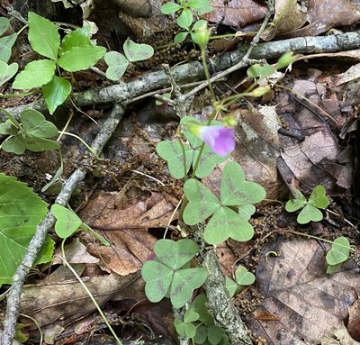 Oxalis violacea, photographed by mularo1