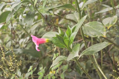 Symbolanthus elisabethae, photographed by Morten Ross