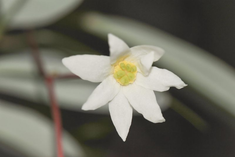 Drimys roraimensis, photographed by Morten Ross
