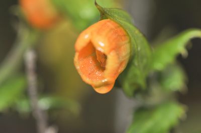 Vellosiella spathacea, photographed by Morten Ross
