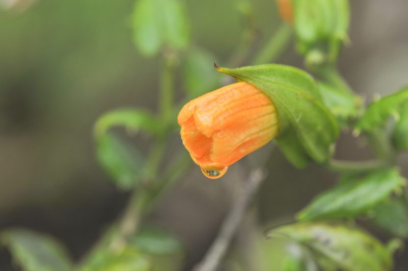 Vellosiella spathacea, photographed by Morten Ross