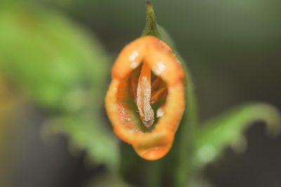 Vellosiella spathacea, photographed by Morten Ross