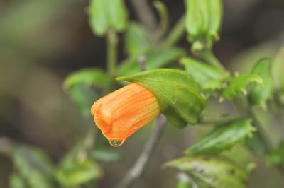 Vellosiella spathacea, photographed by Morten Ross