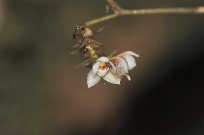 Cheiradenia cuspidata, photographed by Morten Ross