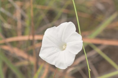 Distimake aturensis, photographed by Morten Ross