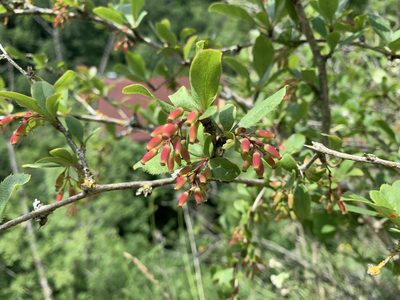 Berberis vulgaris, photographed by Katrin Simon