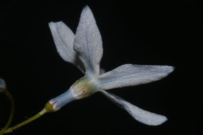 Amsonia ciliata, photographed by Brian Finzel