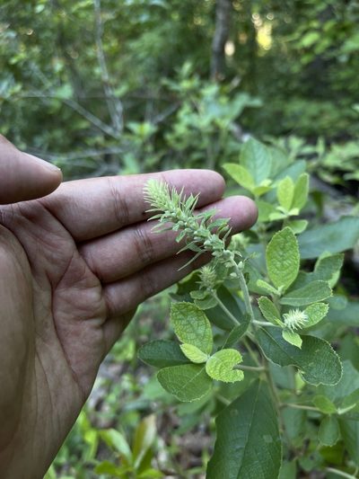 Clethra tomentosa, photographed by Brandon Corder