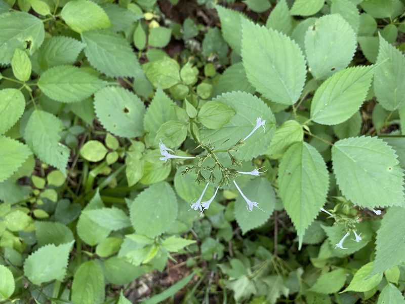 Valeriana pauciflora, photographed by mularo1