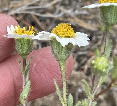 Layia glandulosa, photographed by Henrik Kibak