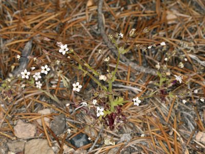 Aliciella monoensis, photographed by Steve Matson