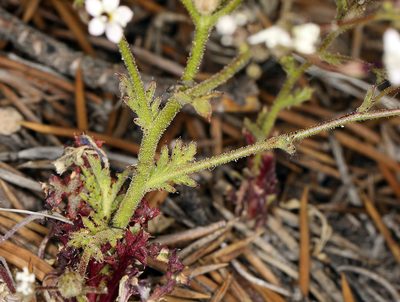 Aliciella monoensis, photographed by Steve Matson