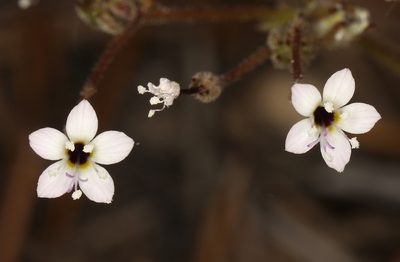 Aliciella monoensis, photographed by Steve Matson