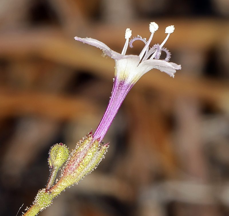 Aliciella monoensis, photographed by Steve Matson