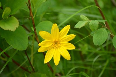 Arnica cordifolia, photographed by Josiah Londerée